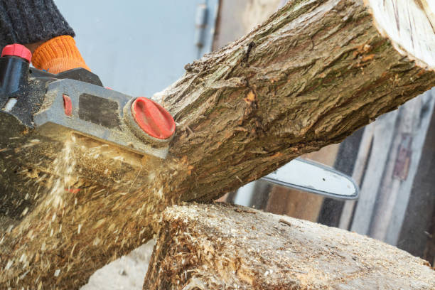 istock Woodcutter sawing a log with a chainsaw 1215766788
