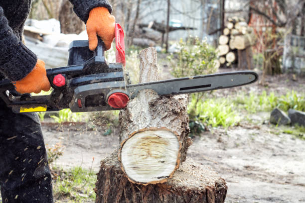 istock Woodcutter sawing a log with a chainsaw 1215766800