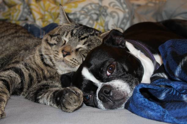 istock Mustafa and Feline Friend 1215766895