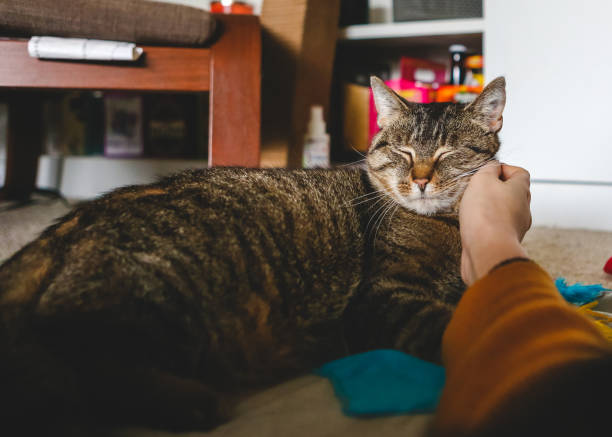 istock Petting Domestic Cat 1215767039