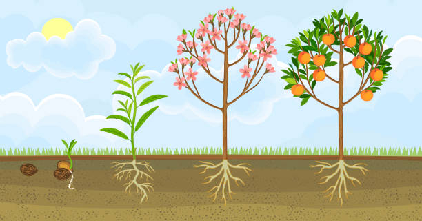 illustrations, cliparts, dessins animés et icônes de cycle de vie du pêcher. étapes de croissance de l’ensemencement à la floraison et au pêcher fruitier. vue générale de la plante avec le système racinaire dans le jardin - fruit variation