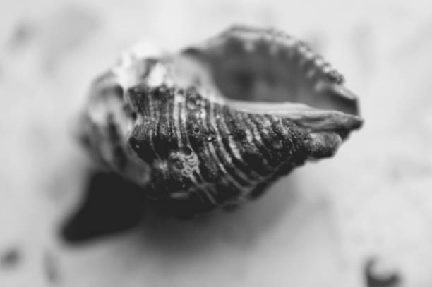 istock black and white sea shells swirls one 1215767892