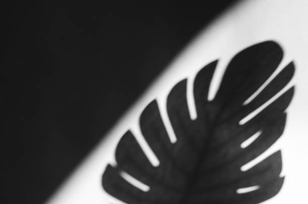 istock Shadow of monstera leaf on duotone monochrome background 1215768436