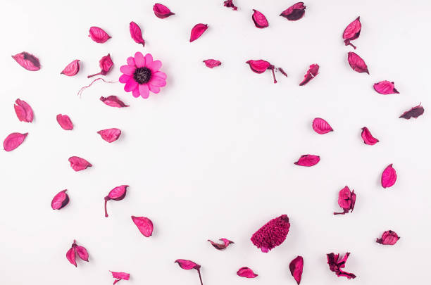 istock Flowers composition with, flowers, petals, buds on white background, 1215768649
