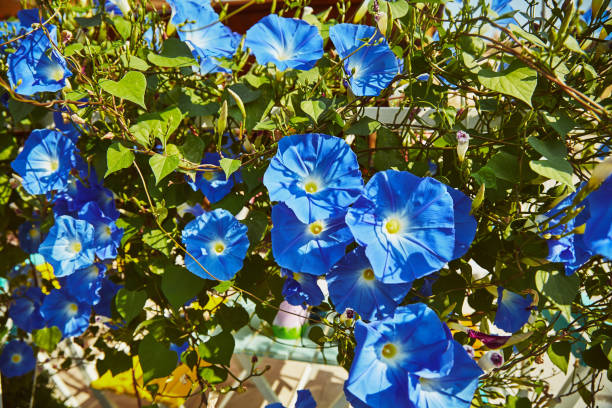 Blue flowers of convolvulus at garden stock photo