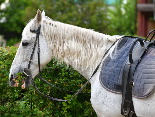 istock Horse on the farm 1215769379