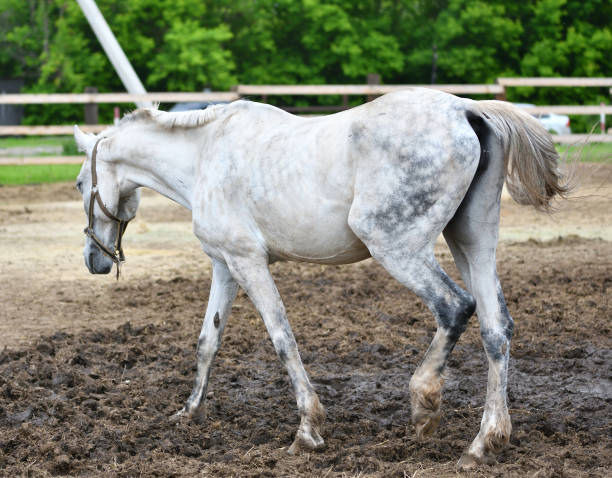 istock Horse on the farm 1215769386