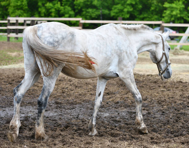 istock Horse on the farm 1215769387