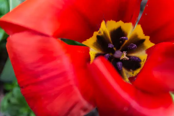 a tulip blossom in close-up view in selective focus