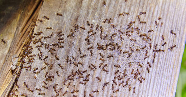 istock Ants inside woods of house 1215770008