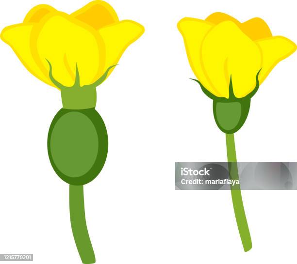 Ilustración de Flores Amarillas Femeninas Y Masculinas De Planta De Melón  Aisladas Sobre Fondo Blanco y más Vectores Libres de Derechos de Amarillo -  Color - iStock