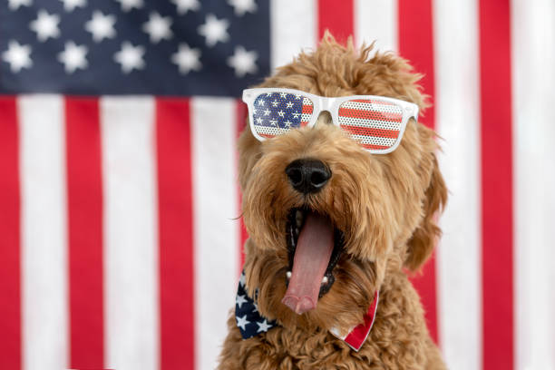 istock Goldendoodle Puppy American Flag Studio Portrait 1215772120