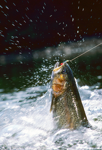 a Rainbow trout jumps from a stream fighting a streamer fly