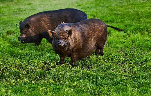 Cute fat pot-bellied pigs on free meadow of private farm