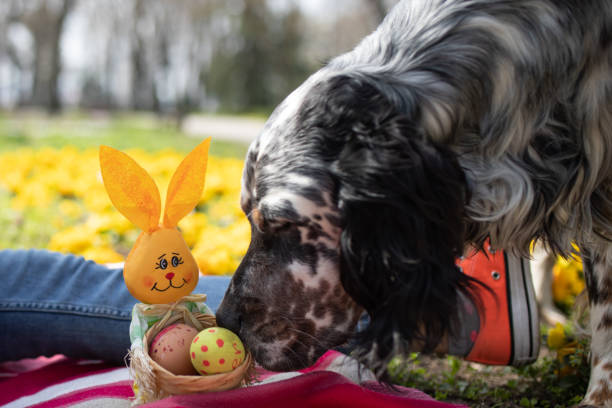 A dog sniffing Easter eggs stock photo stock photo