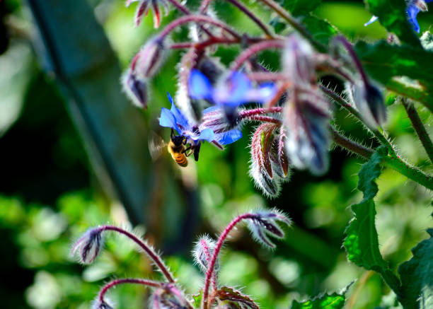 istock Honeybees & borage flowers. 1215776447