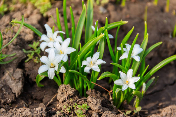 белая слава-из-снег (chionodoxa luciliae) цветы на весну - 5107 стоковые фото и изображения