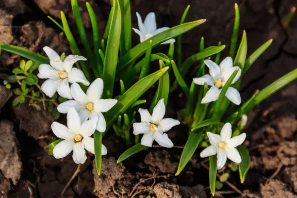 White glory-of-the-snow (chionodoxa luciliae) flowers on spring