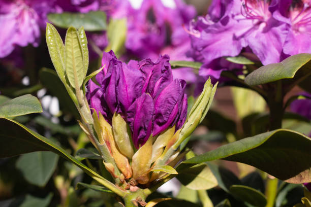 istock Hybrid Rhododendron in Eynsford, Kent 1215776959