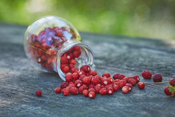 istock Forest strawberry gathered in jug picked from forest fresh at summer 1215778020