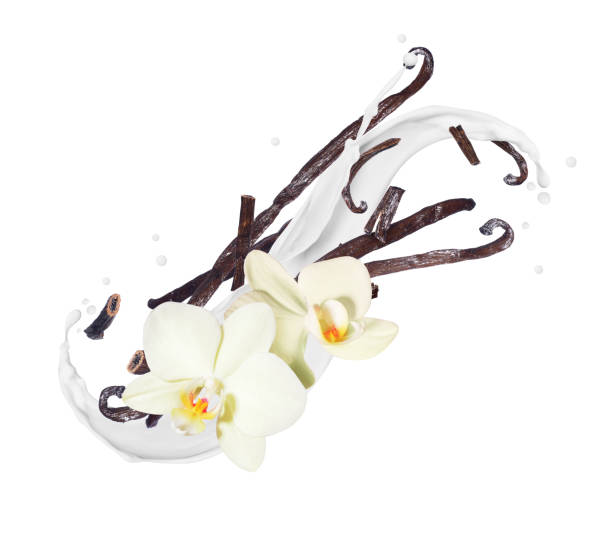 istock Fragrant dried vanilla sticks with flower in milk splashes on a white background 1215778031