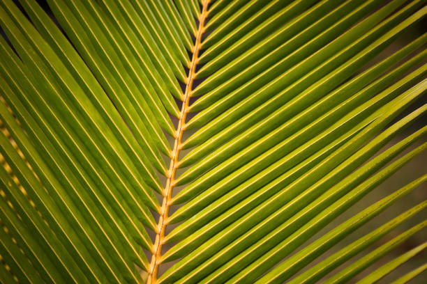 istock Texture of a tropical green palm leaf. 1215778169