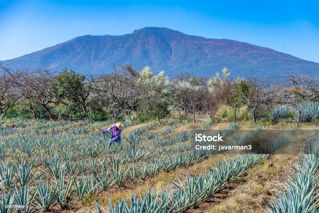 Worker in blue agave field in Tequila, Jalisco, Mexico Mexico Stock Photo