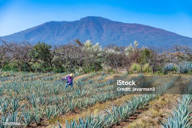 Worker In Blue Agave Field In Tequila Jalisco Mexico Stock Photo - Download Image Now