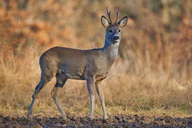 istock Roebuck in the forest 1215779690