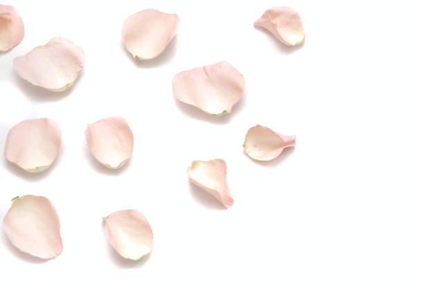 istock Blurred many sweet pink rose corollas on white isolated background 1215779771