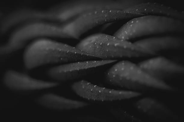 istock Succulent plant dark background 1215781219