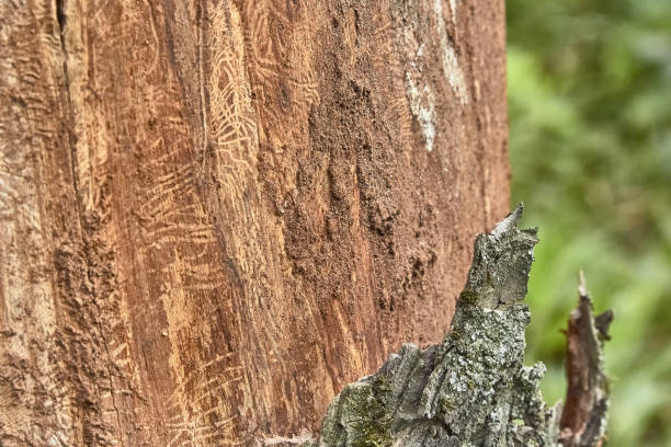 istock texture of tree bark decorated with patterns left over from the bark beetles 1215782958