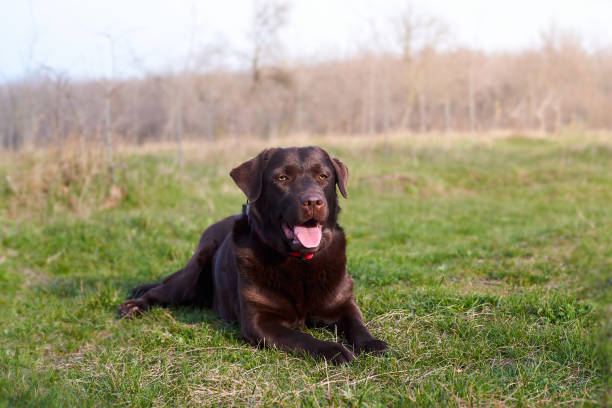 istock Chocolate Labrador laying on green grass 1215784337