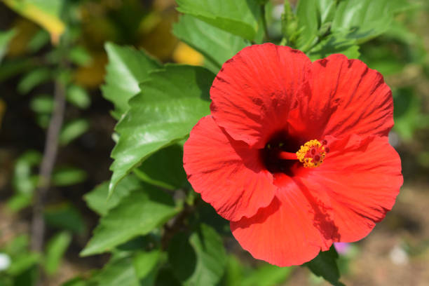 istock Hawaiian Hibiscus 1215784421