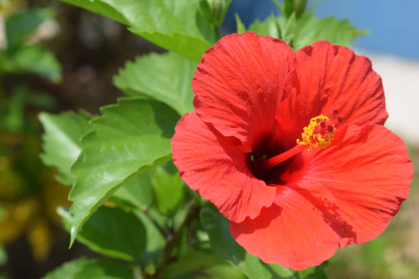 istock Hawaiian Hibiscus 1215784422