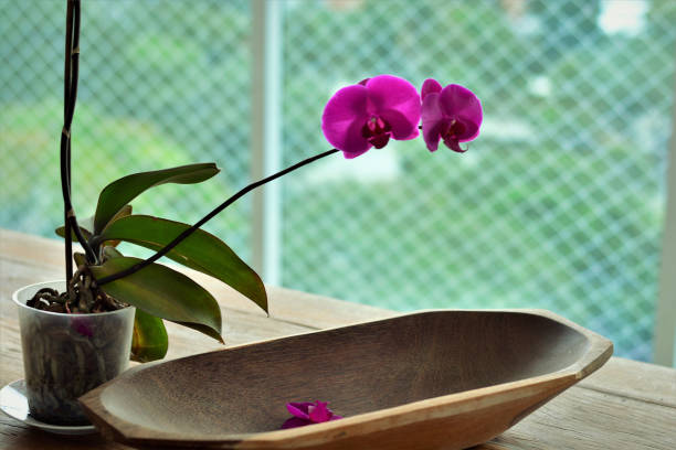istock Purple Phalaenopsis flower fallen inside wooden fruit bowl 1215784646