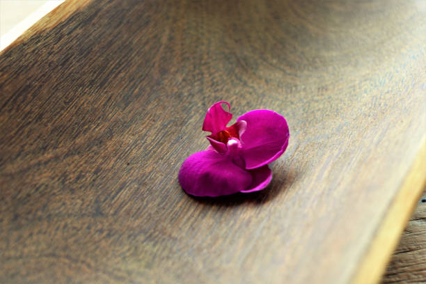 Purple Phalaenopsis flower on table and on wooden fruit tree on balcony