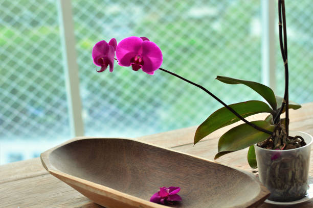 istock Beautiful Phalaenopsis flower on balcony table 1215784649