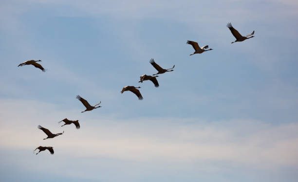 istock Flock of cranes flying 1215785473