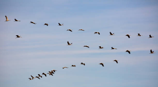 istock Flock of cranes in flight 1215785478