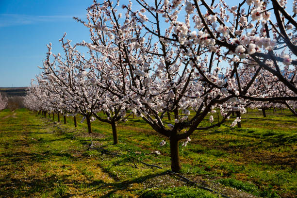 istock Beautiful blooming apricot trees in spring garden 1215785483