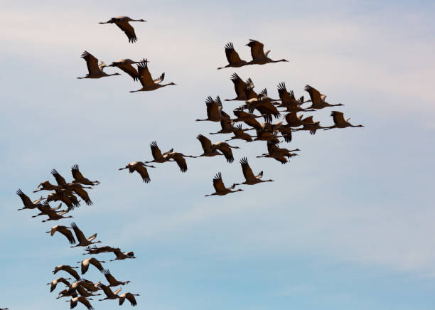 istock Large flock of cranes flying in sky 1215785484