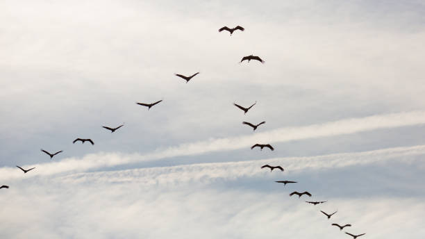 istock Flock of cranes flying in sky 1215785486
