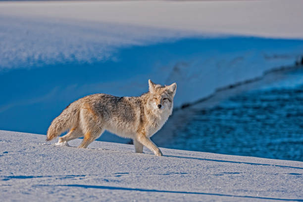 coyote, canis latrans, dans la neige au parc national de yellowstone, wy - coyote desert outdoors day photos et images de collection