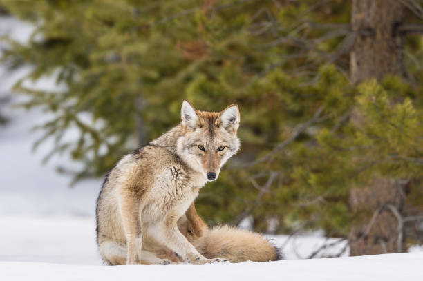 coyote, canis latrans, dans la neige au parc national de yellowstone, wy - coyote desert outdoors day photos et images de collection