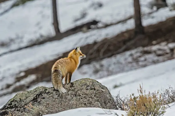 Red Fox in the snow hunting, Vulpes vulpes, Yellowstone National Park, WY