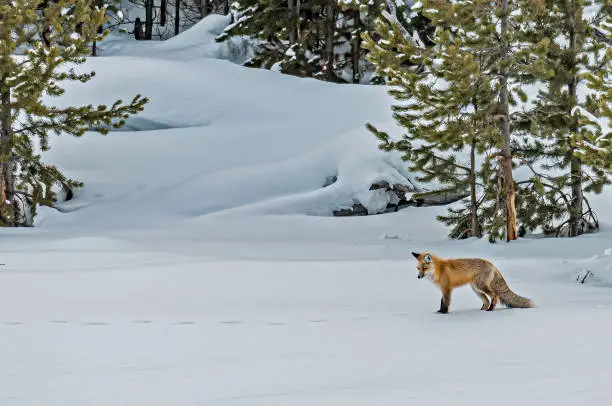Red Fox, Vulpes vulpes,  in the snow hunting in Yellowstone National Park, WY