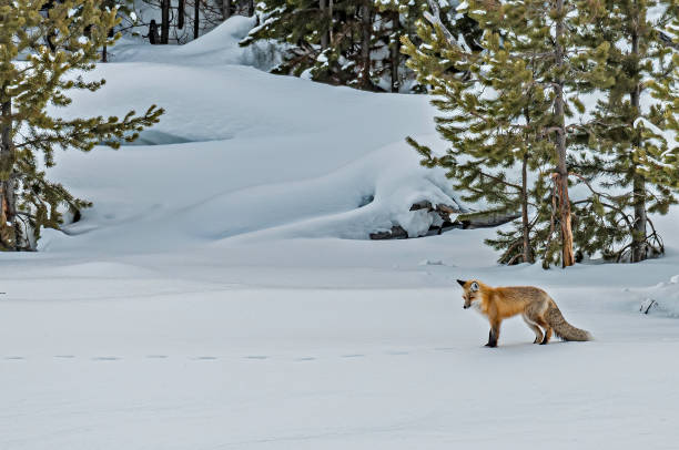 красная лиса, vulpes vulpes, в снежной охоте в национальном парке yellowstone, wy - animal mammal outdoors red fox стоковые фото и изображения