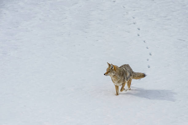 coyote, canis latrans, dans la neige au parc national de yellowstone, wy - coyote desert outdoors day photos et images de collection