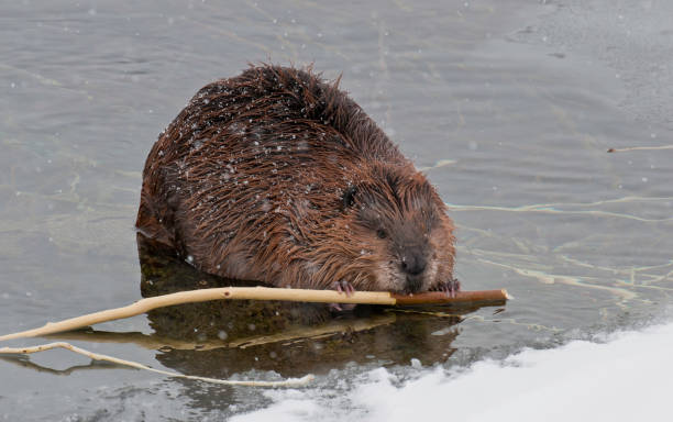 north american beaver in the water eating, castor canadensis, yellowstone national park, wy - north american beaver fotos imagens e fotografias de stock